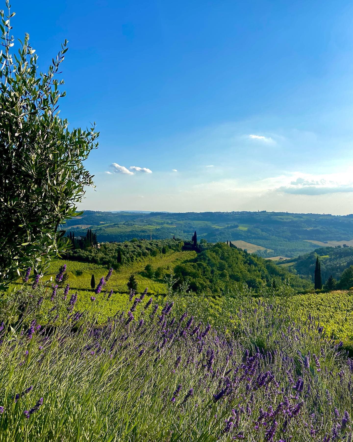 Vista panoramica delle colline toscane nel Chianti, con lavanda in primo piano e vigneti all'orizzonte.